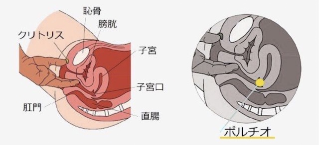 ポルチオで中イキ