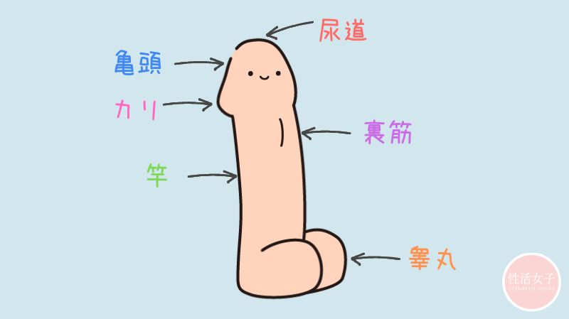 ちんこの性感帯 図解