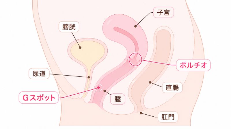 gスポットの場所の図解